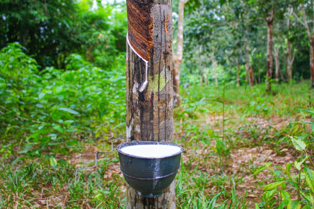 Vietnam rubber tree,Tapping latex rubber source of natural